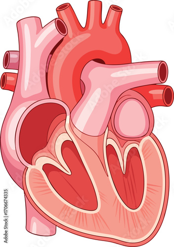 A stylized anatomical cutaway view of a heart featuring various vessels and chambers in shades of pink and red