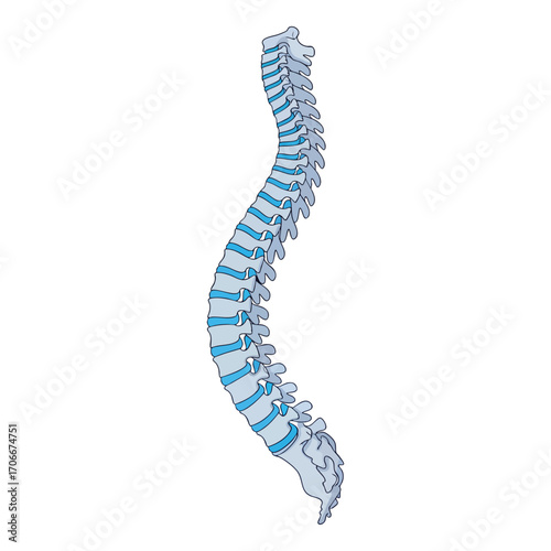 Spine illustration showing vertebral bones connected by blue discs