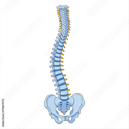 The spinal column is depicted with a visible curvature connected to the pelvic bone at the base