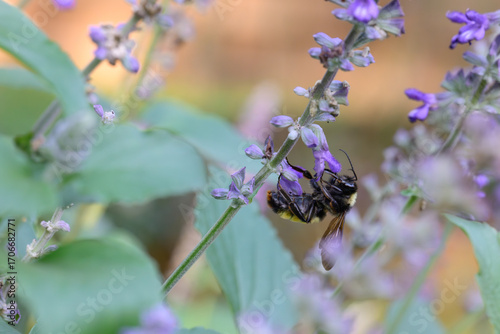 bumblebee on lavender