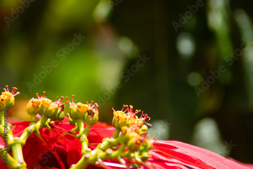 Foto Dried flower symbolizing aging and the passage of time