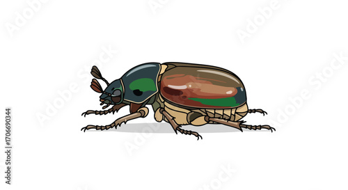 Detailed cartoon illustration of a June Beetle with glossy carapace and segmented legs on a plain white background showing the insect features