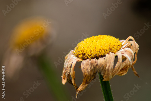 Foto Dried flower symbolizing aging and the passage of time