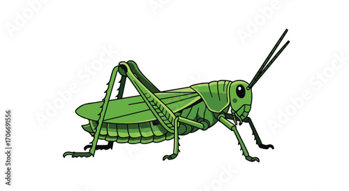 Detailed cartoon illustration of a bright green grasshopper on a clean white backdrop for entomology studies