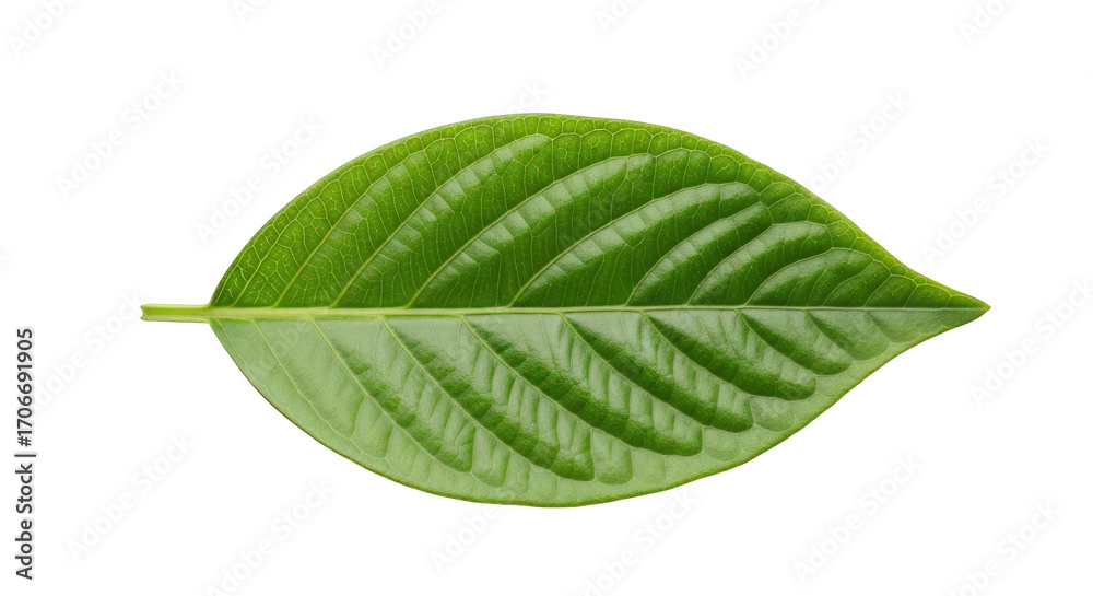 Obraz premium A Single Green Leaf Isolated on Transparent Background, Revealing Intricate Veins and Smooth Surface, Perfect for Nature-Themed Projects and Botanical Illustrations