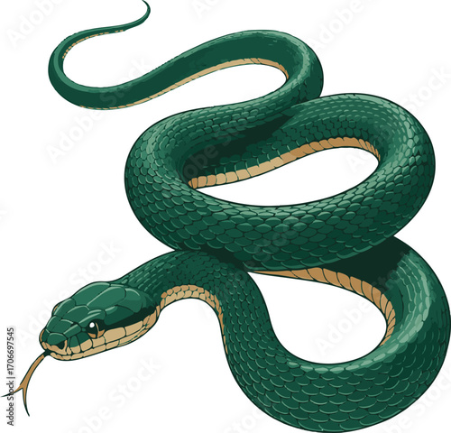 Full Body Snake Realistic Vector on White