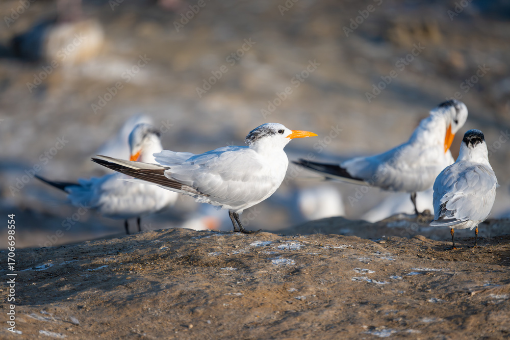 Fototapeta premium Royal Terns at La Jolla Cove