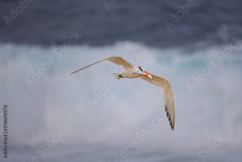 Royal Tern in Flight at La Jolla Cove