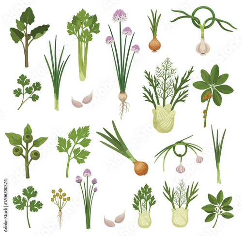 Vector illustration of burdock stem, celery leaves, onion sprouts, garlic scapes, garlic chives, flowering chives, coriander roots, fennel greens, fenugreek leaves isolated on white background