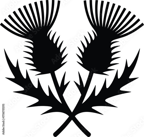 Two crossed thistles symbol of scotland silhouette design