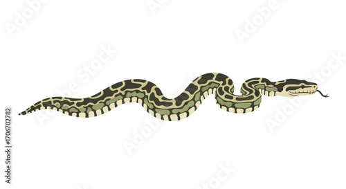 Detailed illustration showcasing a majestic snake with intricate patterns against white backdrop, embodying nature's grace and reptile's allure