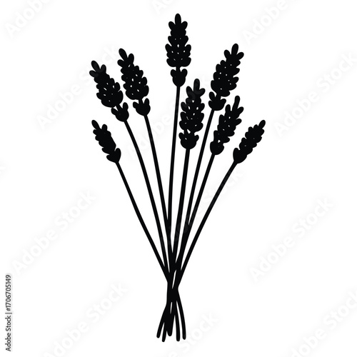 lavender isolated on white background