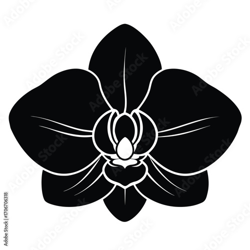 black and white orchid flower