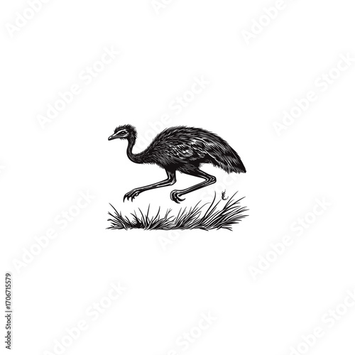 illustration featuring a lively Emu or flightless bird in motion, running with wings flared in a grass field