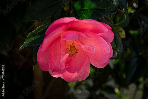 Vibrant Pink Camellia Flower