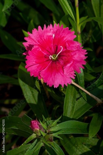 Vibrant pink dianthus flower close-up.