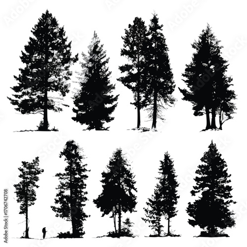 Douglas fir tree silhouette set black and white isolated on white background