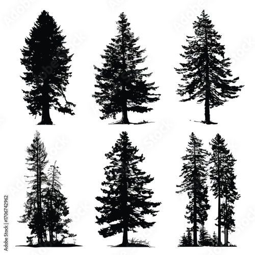 Collection of douglas fir tree silhouettes isolated on white background