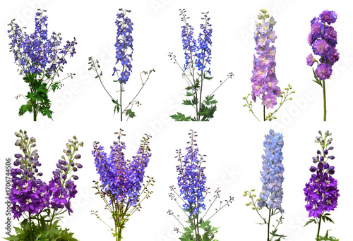 Collection bouquet delphinium flower isolated on white background. Flat lay, top view. Floral pattern, object. Nature concept