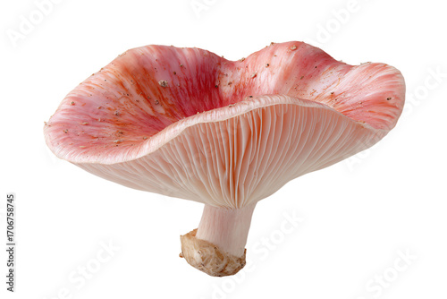 a mushroom with a pink colored shell on a white background