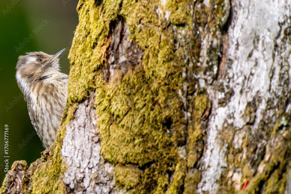 Obraz premium 枝にとまるコゲラ