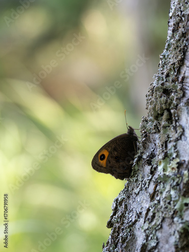 Close Up of a Common Wood Nymph Butterfly Perched on a Tree Trunk