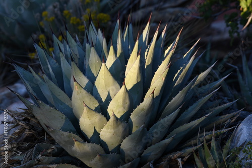 agave at sunset