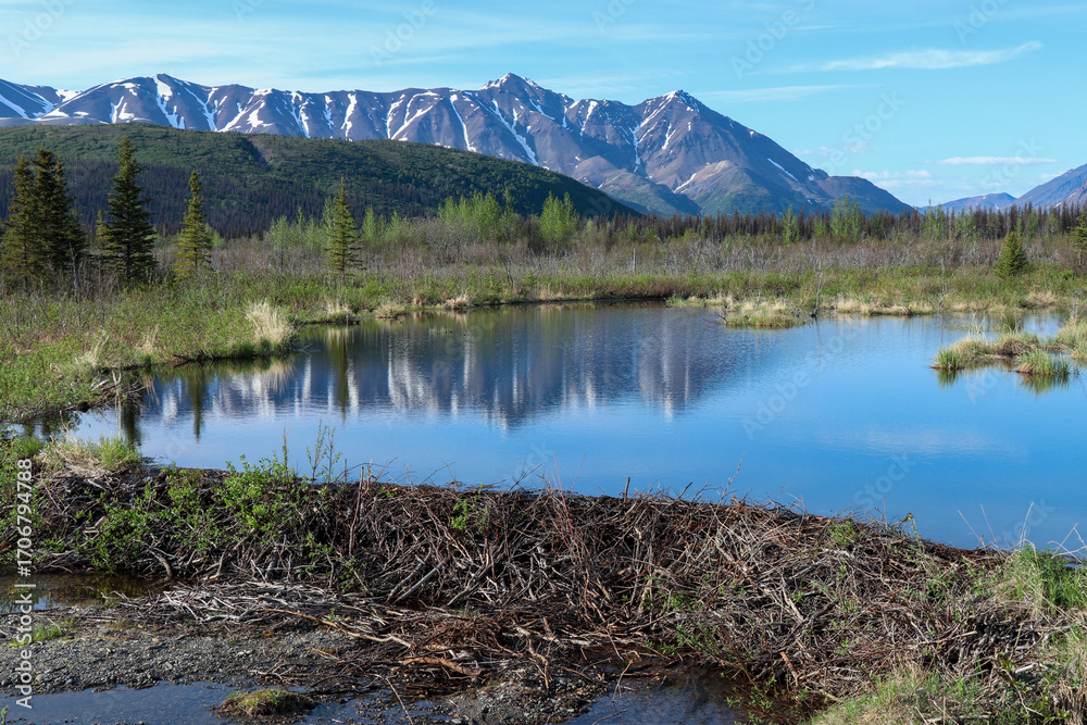 Fototapeta premium Beaver Dam and Alaskan Mountains