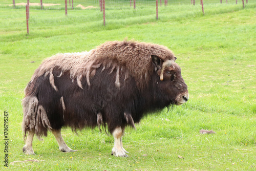 Obraz na plátne Alaskan Musk Ox