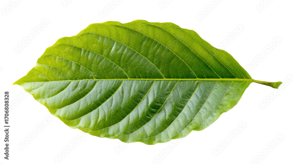 Obraz premium A single green leaf on white background