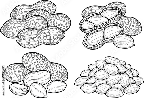Collection of hand drawn line art illustrations of peanuts in shells and shelled nuts on a white background