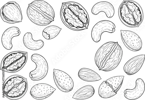 Collection of hand drawn sketchy illustrations of various nuts including walnuts cashews and almonds