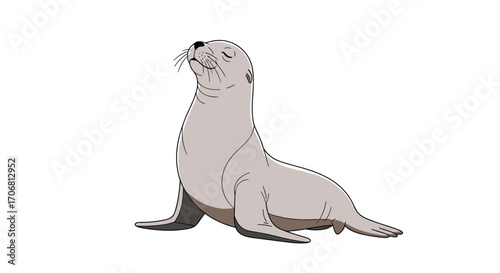 A gentle seal sits proudly on the white background looking upwards.