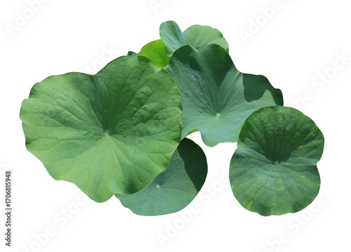 Close up green leaf of lotus or water lily tree isolated on transparent background. Top view of green leaves bush.