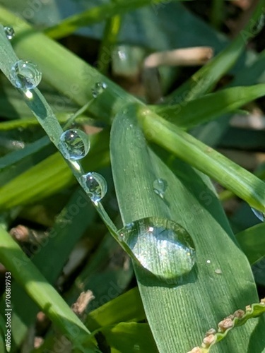 水玉