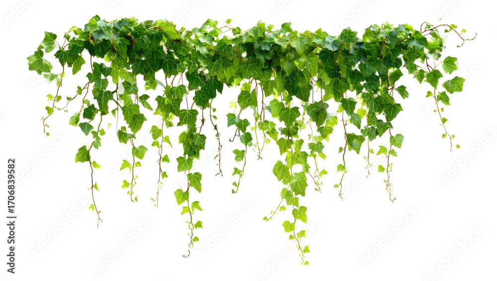 Fototapeta premium Lush green ivy cascading downwards