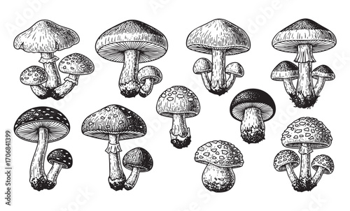 set of mushroom vegetable vintage engraving vector