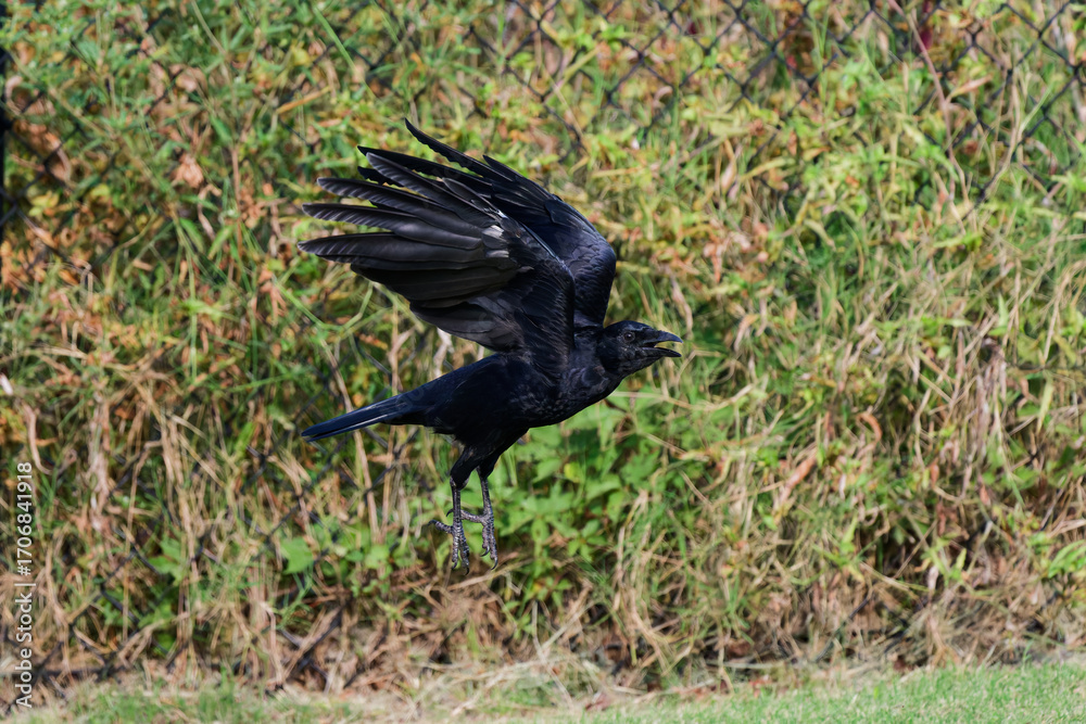Obraz premium American Crow in Flight