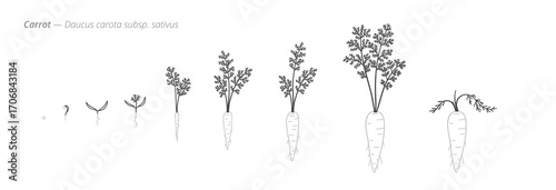 Stages of carrot growth from seed to harvest. Botanical monochrome black and white hand drawn vector Illustration