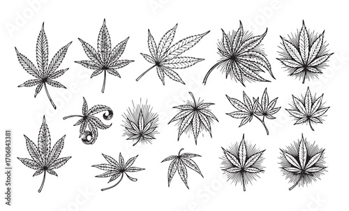 set of cannabis leaf plant hand drawn vector 