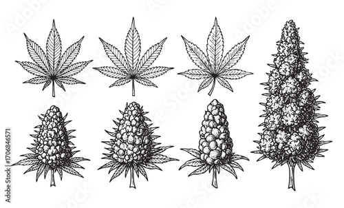 set of cannabis leaf plant hand drawn vector 