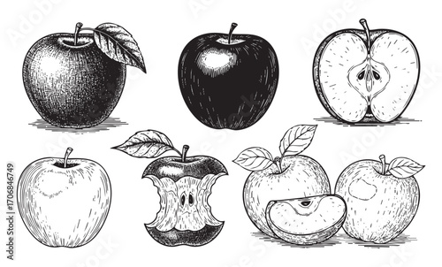 set of vintage apple hand drawn vector  hand drawn vector 
