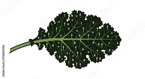 A dark green kale leaf with a long stem on a white background, celebrating National Kale Day with fresh produce.
