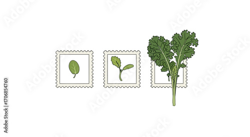 Illustration of kale leaf stages in square frames on white background for National Kale Day.