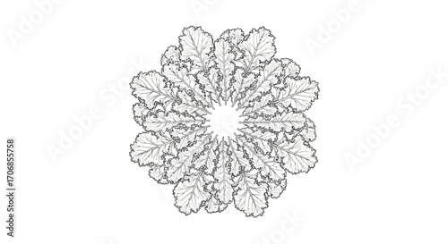 Illustration of a kale flower on a white background, celebrating National Kale Day with a simple line drawing style.