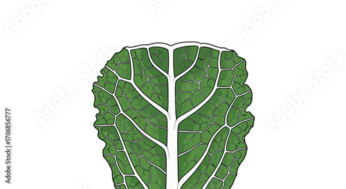 Vibrant green kale leaf with prominent white veins on a clean white background celebrating National Kale Day.