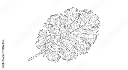Detailed line drawing of a kale leaf on a clean white background, celebrating National Kale Day with a simple and elegant design.
