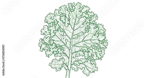 A vibrant green kale leaf illustration on a clean white background, symbolizing National Kale Day with a fresh and healthy feel.