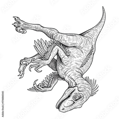 A detailed black and white line art illustration of a feathered Velociraptor dinosaur in a dynamic aggressive pounce.