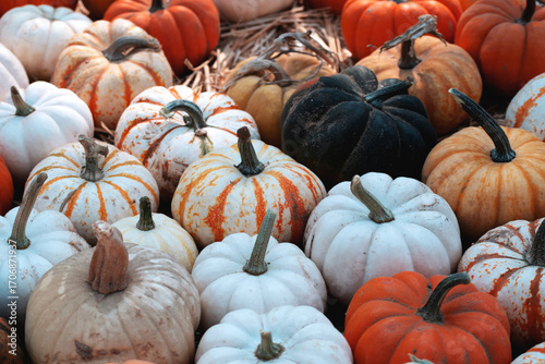 pile of pumpkins in different types different colors and sizes
